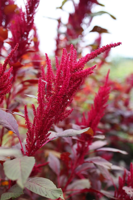 Amaranth Comprehensive  Growing Guide - Alliance of Native Seedkeepers