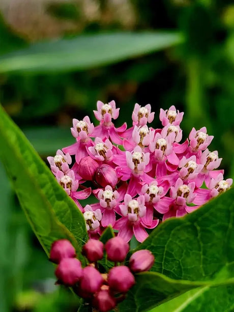 Asclepias Seeds - Red Swamp Milkweed Alliance of Native Seedkeepers