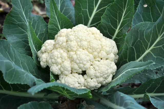 Cauliflower Seeds - Snowball Self Blanching Alliance of Native Seedkeepers