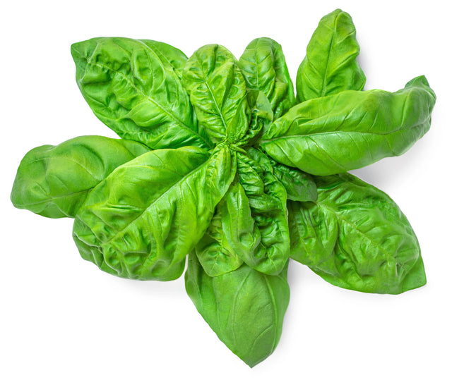 Basil Seeds - Italian Large Leaf Alliance of Native Seedkeepers