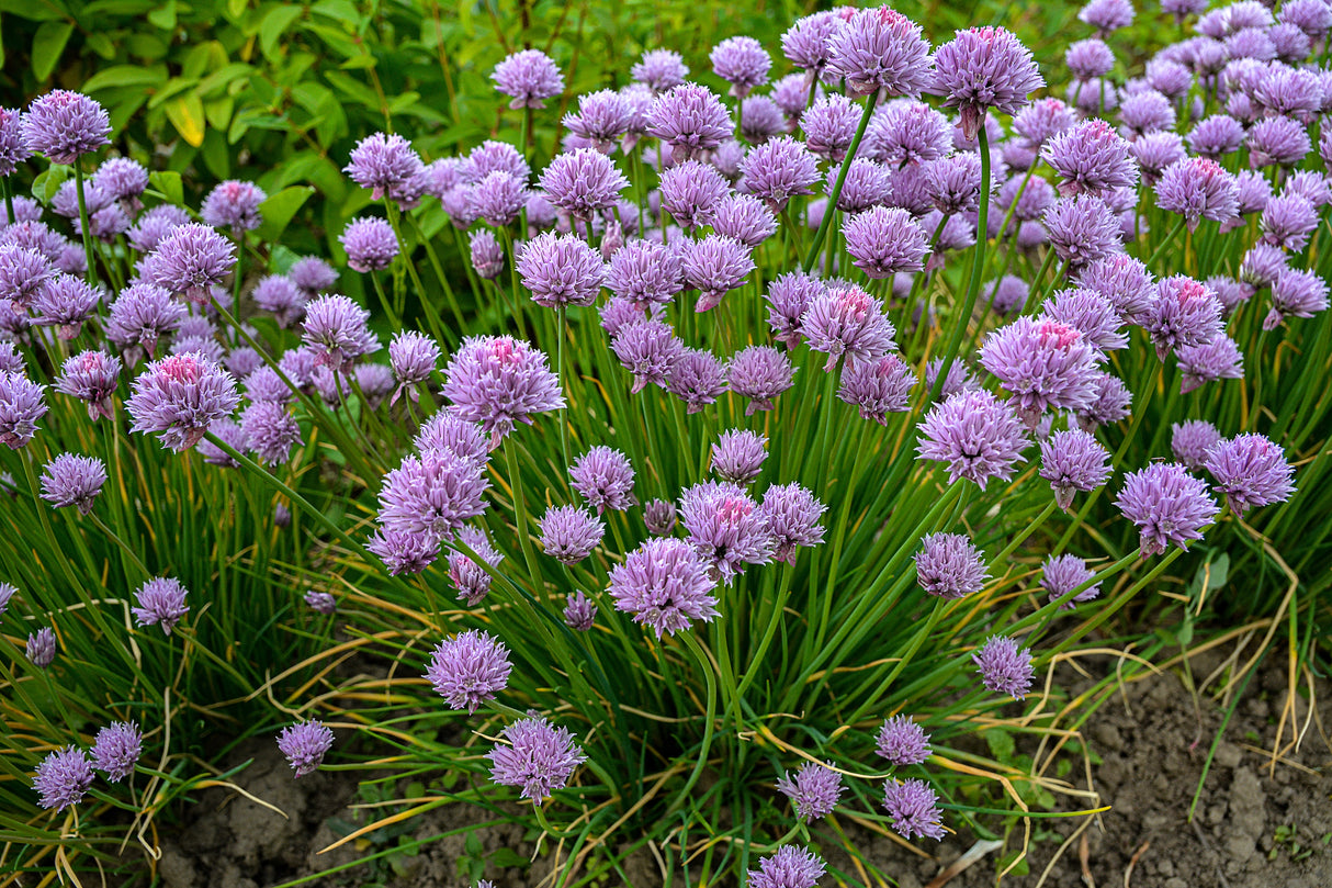 Chive Seeds - Allium Schoenoprasum Chives