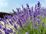 Lavender Seeds - English Lavender (Vera)