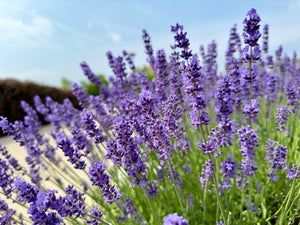 Lavender Seeds - English Lavender (Vera)