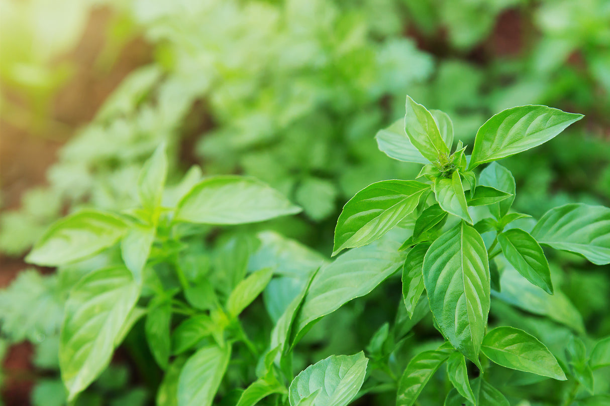 Basil Seeds - Lime