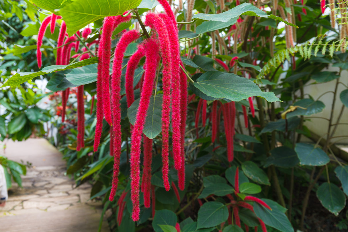 Amaranth Seeds - Love Lies Bleeding