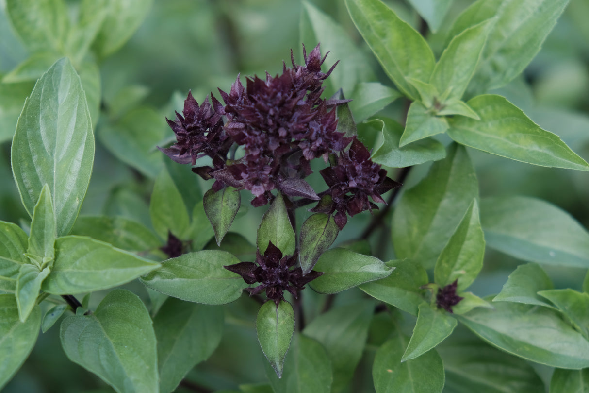 Basil Seeds - Siam Queen Thai Basil