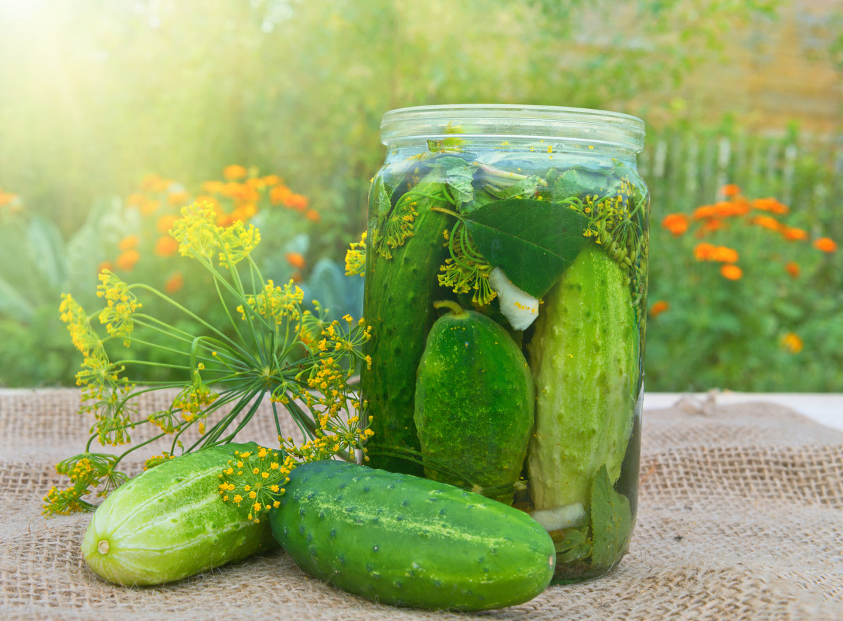 Cucumber Seeds - Vining - Wisconsin SMR