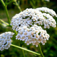 Achillea Seeds - Common White Yarrow - Alliance of Native Seedkeepers - Herb Seeds