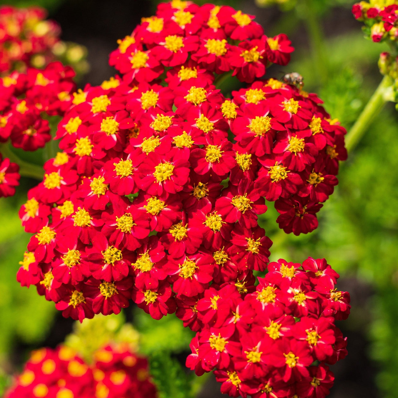 Achillea Seeds - Red Yarrow - Alliance of Native Seedkeepers - Herb Seeds