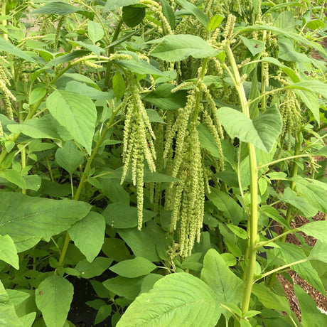 Amaranth Seeds - Green Tails - Alliance of Native Seedkeepers - Vegetable Seeds