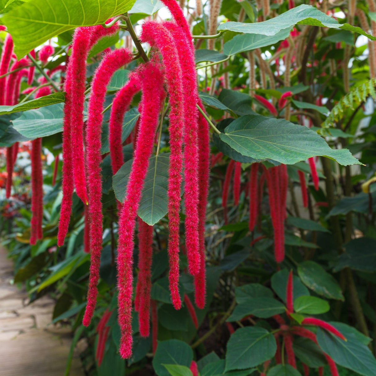 Amaranth Seeds - Love Lies Bleeding - Alliance of Native Seedkeepers - Vegetable Seeds