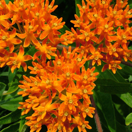 Asclepias Seeds - Butterfly Feed Milkweed - Alliance of Native Seedkeepers - Flower Seeds