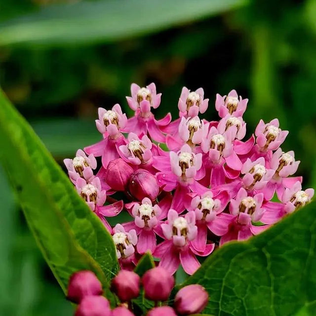 Asclepias Seeds - Red Swamp Milkweed - Alliance of Native Seedkeepers - Flower Seeds