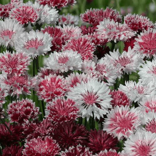 Bachelor's Button Seeds - Classic Romantic - Alliance of Native Seedkeepers - Flower Seeds