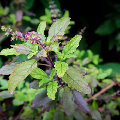 Basil - Red Leaf Holy Basil - Alliance of Native Seedkeepers - Herb Seeds