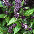 Basil Seeds - Blue Spice - Alliance of Native Seedkeepers - Herb Seeds