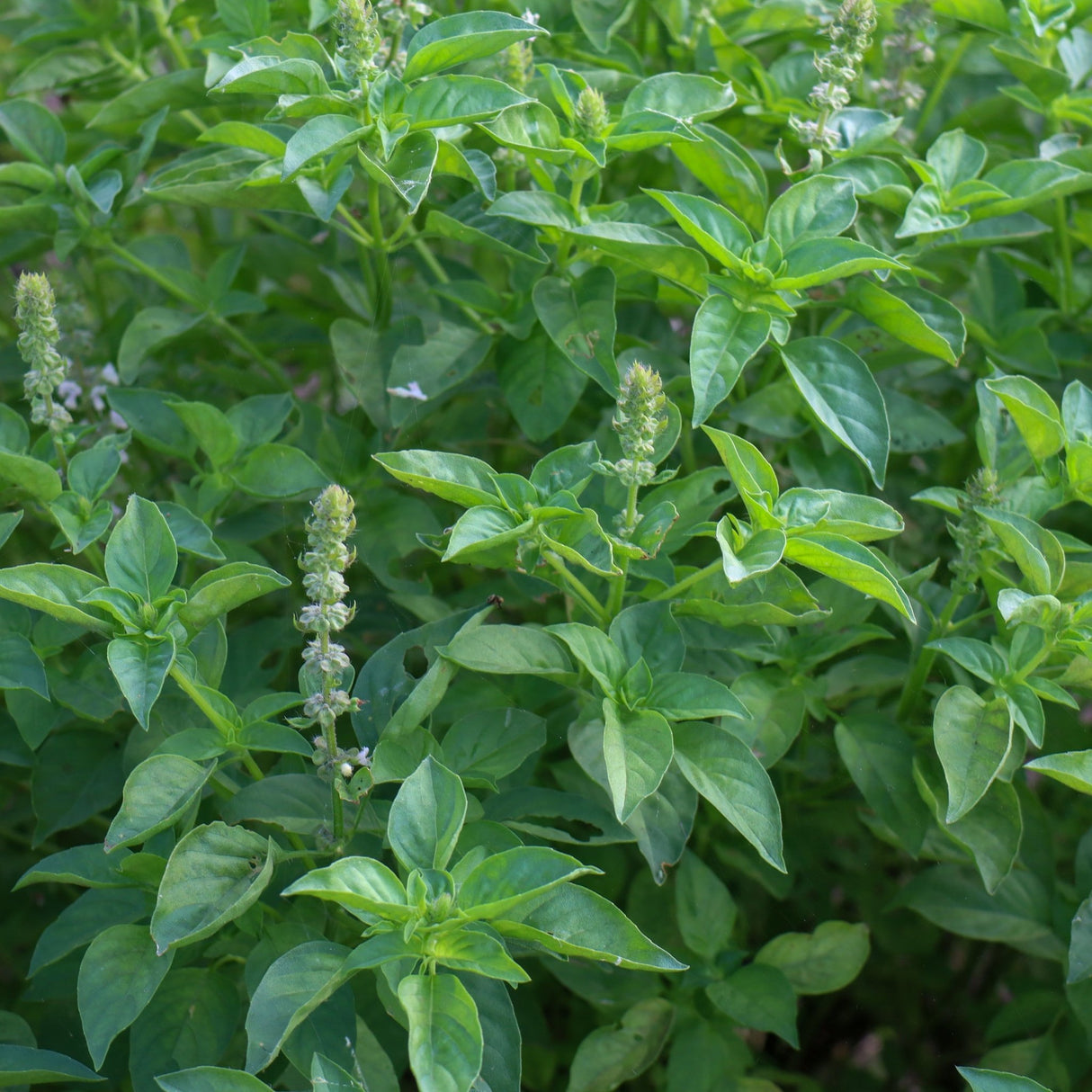 Basil Seeds - Holy Basil (Tulsi) Green Leaf - Alliance of Native Seedkeepers - Herb Seeds