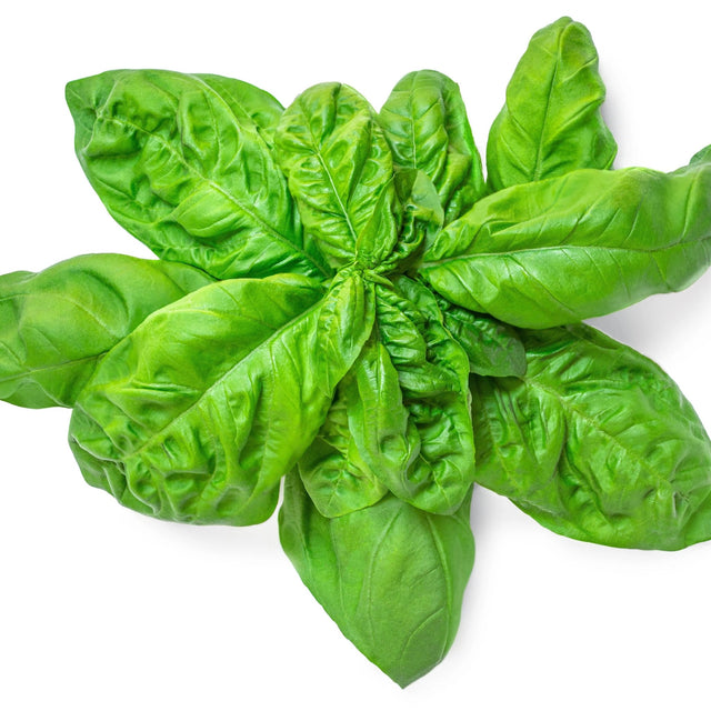 Basil Seeds - Italian Large Leaf - Alliance of Native Seedkeepers - Herb Seeds