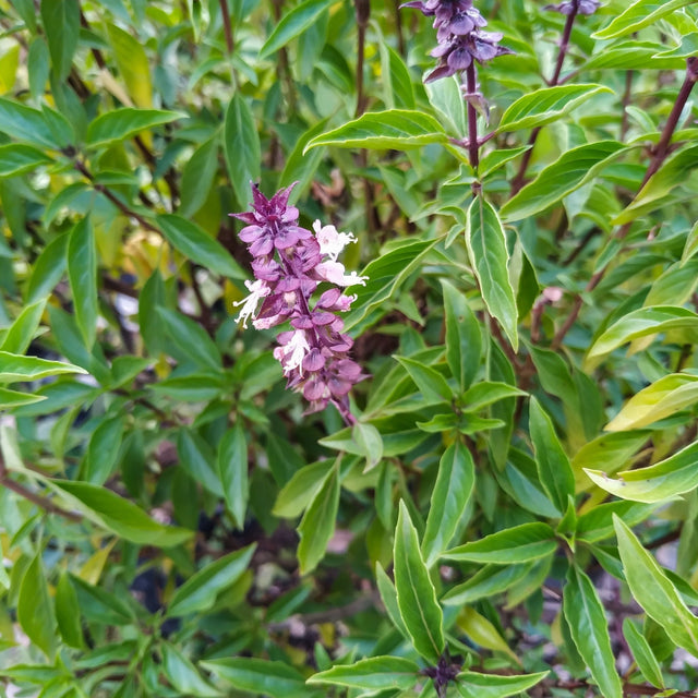 Basil Seeds - Licorice Basil - Alliance of Native Seedkeepers - Herb Seeds