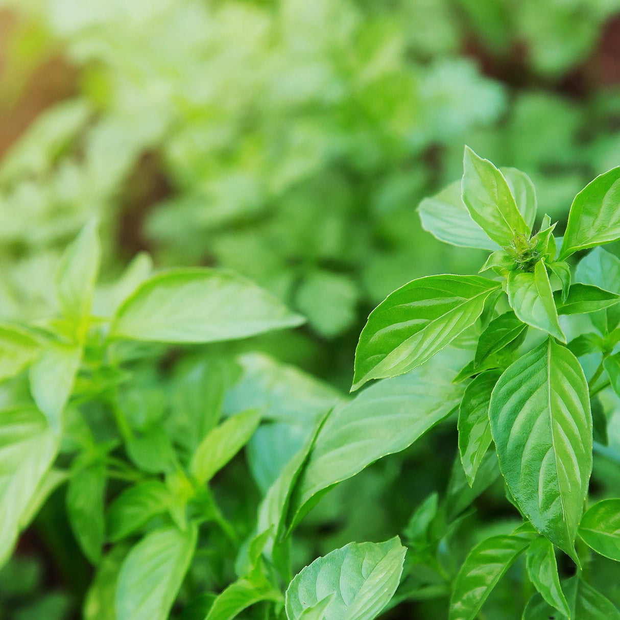 Basil Seeds - Lime - Alliance of Native Seedkeepers - Herb Seeds