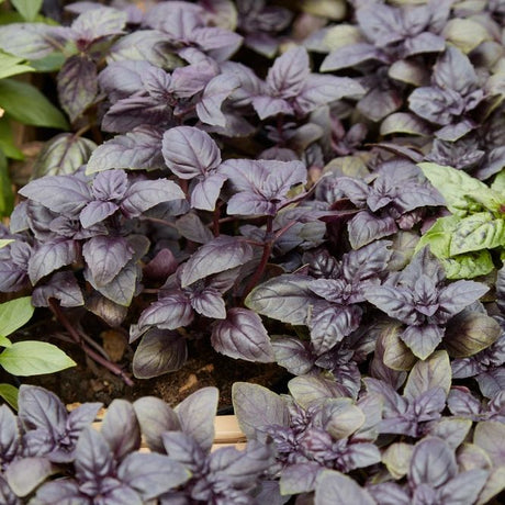 Basil Seeds - Red Rubin - Alliance of Native Seedkeepers - Herb Seeds