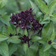 Basil Seeds - Siam Queen Thai Basil - Alliance of Native Seedkeepers - Herb Seeds