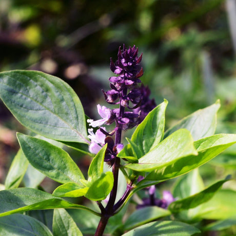 Dark Slate Gray Basil Seeds - Sweet Thai Large Leaf Alliance Of Native Seedkeepers Herb Seeds