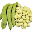 Bean Seeds - Bush - Fava - Broad Windsor - Alliance of Native Seedkeepers - Vegetable Seeds