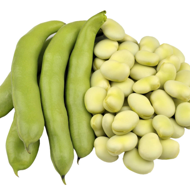 Bean Seeds - Bush - Fava - Broad Windsor - Alliance of Native Seedkeepers - Vegetable Seeds