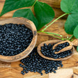 Bean Seeds - Bush - Midnight Black Turtle - Alliance of Native Seedkeepers - Vegetable Seeds