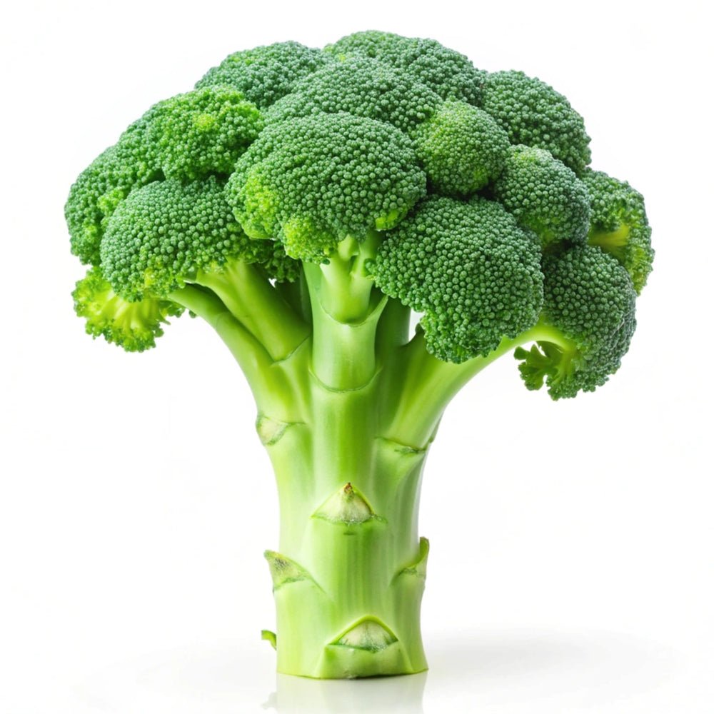 Broccoli Seeds - Green Sprouting Calabrese Broccoli - Alliance of Native Seedkeepers - Vegetable Seeds