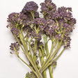 Broccoli Seeds - Purple Sprouting - Alliance of Native Seedkeepers - Vegetable Seeds