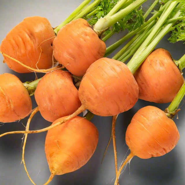 Carrot Seeds - Parisienne - Alliance of Native Seedkeepers - Vegetable Seeds