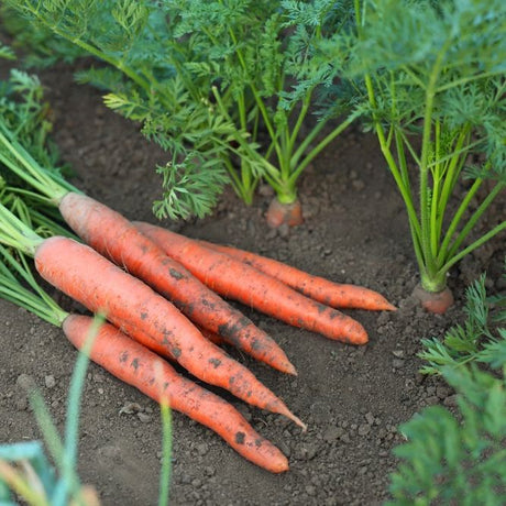 Carrot Seeds - Tendersweet - Alliance of Native Seedkeepers - Vegetable Seeds