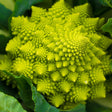 Cauliflower Seeds - Romanesco Italia - Alliance of Native Seedkeepers - Vegetable Seeds