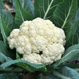 Cauliflower Seeds - Snowball Self Blanching - Alliance of Native Seedkeepers - Vegetable Seeds