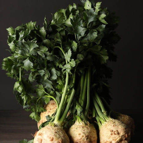 Celeriac Seeds - Giant Prague - Alliance of Native Seedkeepers - Vegetable Seeds