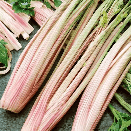 Celery Seeds - Peppermint Stick - Alliance of Native Seedkeepers - Vegetable Seeds