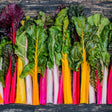 Chard Seeds - Swiss - Five Color Silverbeet - Alliance of Native Seedkeepers - Vegetable Seeds