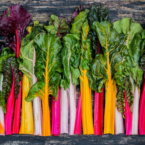 Chard Seeds - Swiss - Five Color Silverbeet - Alliance of Native Seedkeepers - Vegetable Seeds