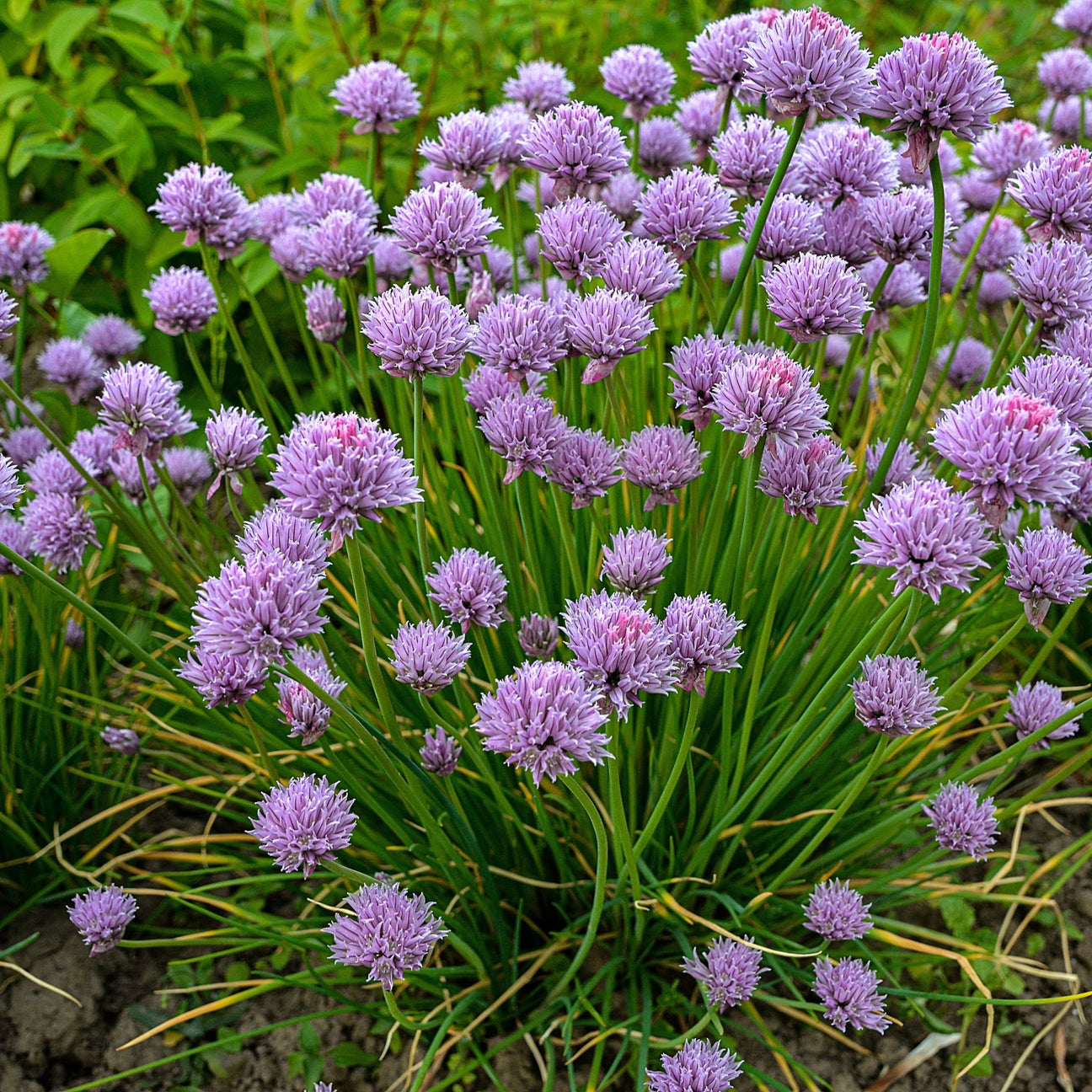 Chive Seeds - Allium Schoenoprasum Chives - Alliance of Native Seedkeepers - Herb Seeds