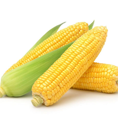 Corn Seeds - Sweet - Bodacious - Alliance of Native Seedkeepers - Vegetable Seeds