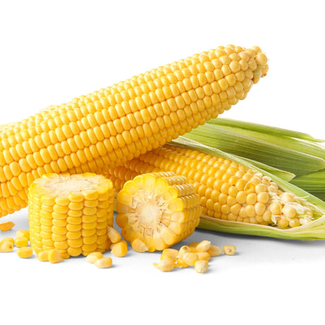 Corn Seeds - Sweet - Golden Bantam 8 Row Corn - Alliance of Native Seedkeepers - Vegetable Seeds