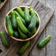 Cucumber Seeds - Bush - Pickling - Alliance of Native Seedkeepers - Vegetable Seeds