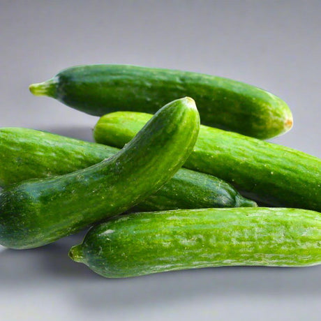 Cucumber Seeds - Bush - Spacemaster 80 - Alliance of Native Seedkeepers - Vegetable Seeds