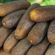 Cucumber Seeds - Vining - Brown Russian - Alliance of Native Seedkeepers - Vegetable Seeds