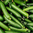 Cucumber Seeds - Vining - Marketer - Alliance of Native Seedkeepers - Vegetable Seeds