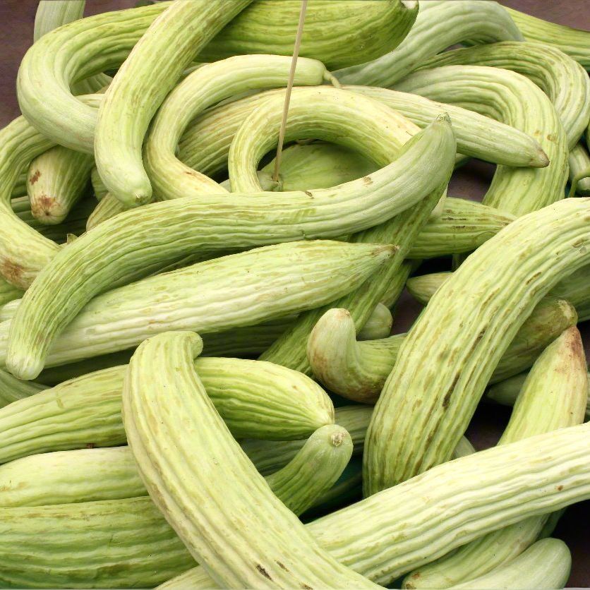 Cucumber Seeds - Vining - Metki Pale Green Armenian Yard Long - Alliance of Native Seedkeepers - Vegetable Seeds