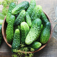 Cucumber Seeds - Vining - National Pickling - Alliance of Native Seedkeepers - Vegetable Seeds