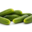 Cucumber Seeds - Vining - Rhinish Pickle - Alliance of Native Seedkeepers - Vegetable Seeds